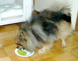 キウイを食べる犬