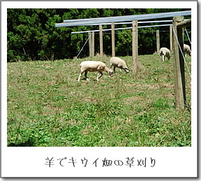 羊でキウイ畑の草刈り